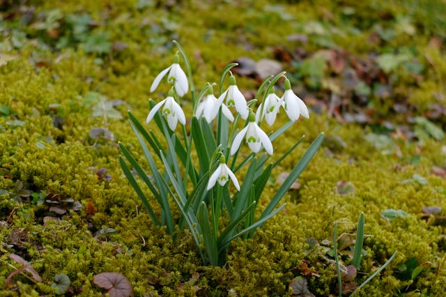 Schneeglöckchen