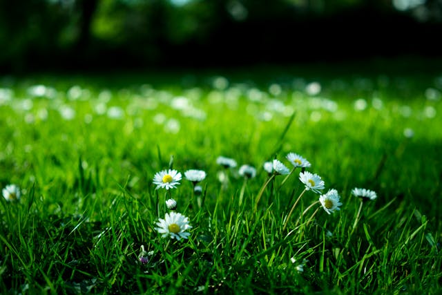 Gänseblümchen