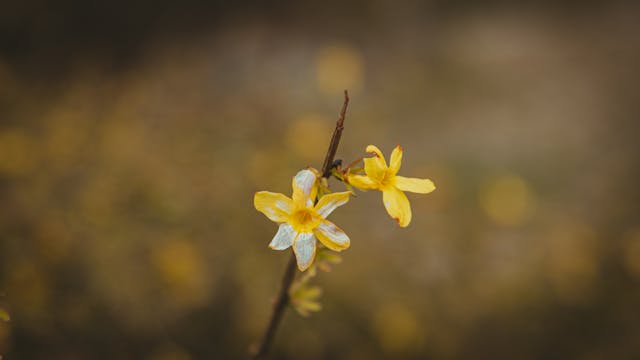 Winterjasmin