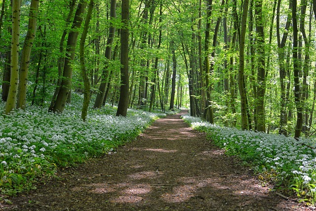 Bärlauch im Wald